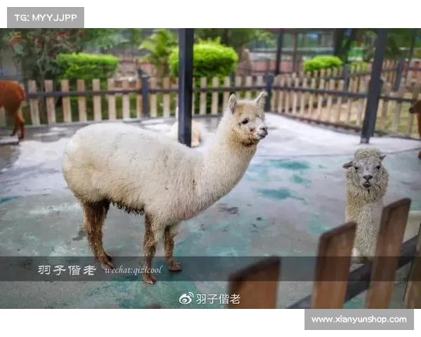 派对动物大作战能否为你的派对增添无限乐趣和精彩体验 派对动物大作战能否为你的派对增添无限乐趣和精彩体验